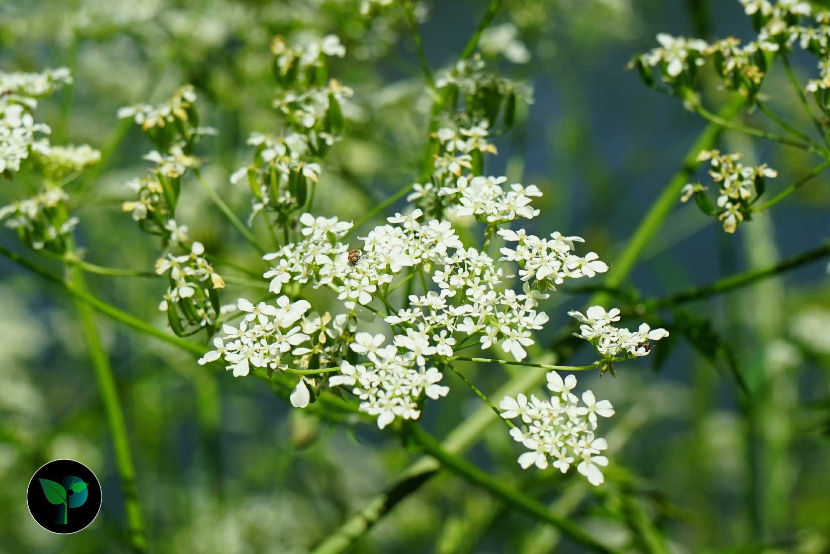 cumin plant