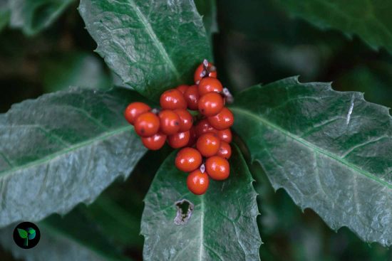 elderberry