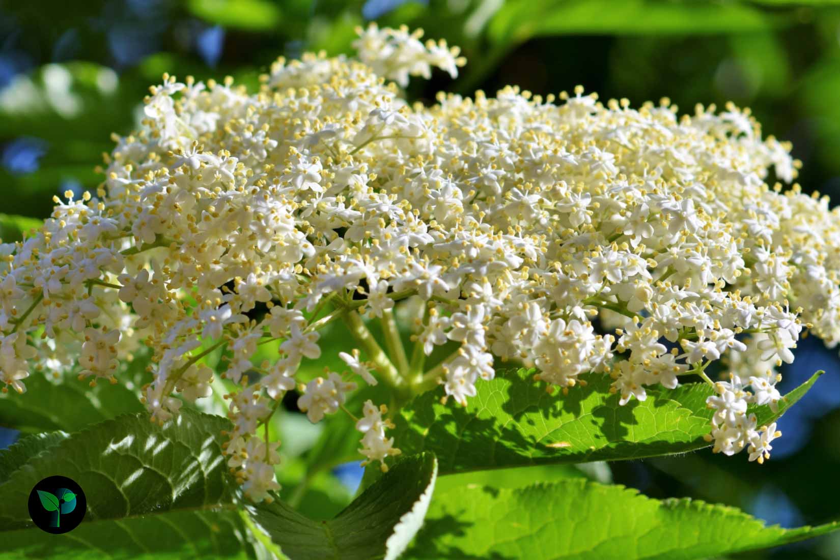 elderflower