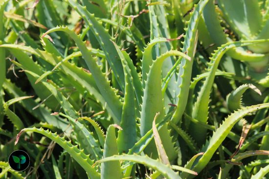 aloe vera