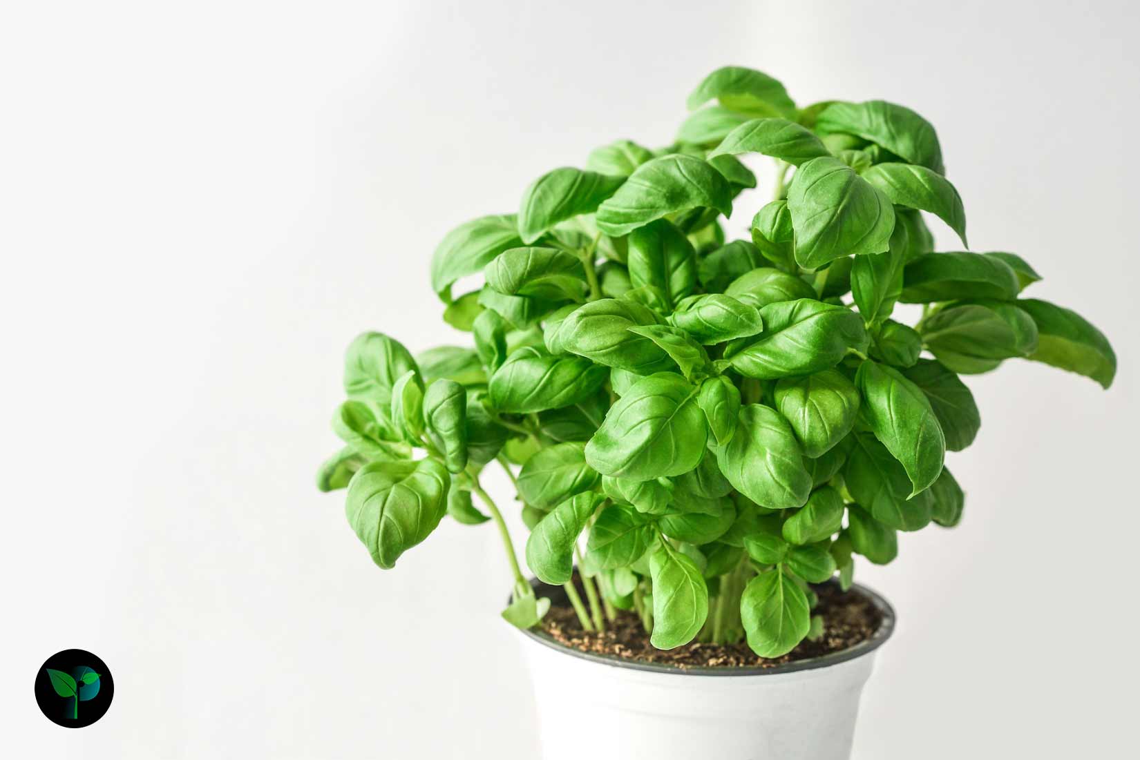 basil