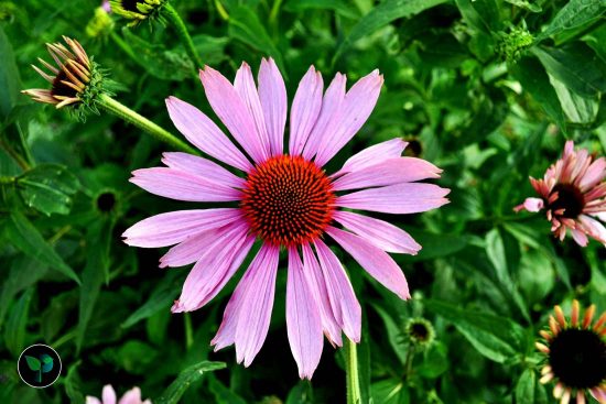 echinacea