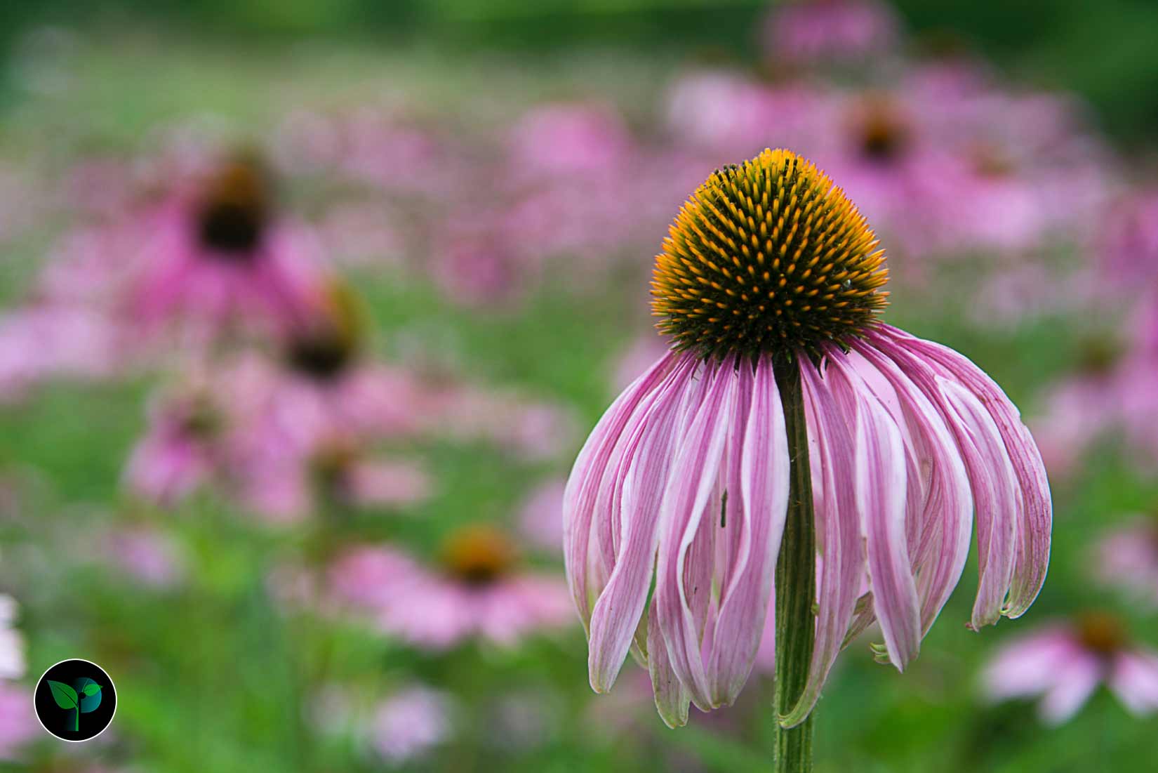 echinacea