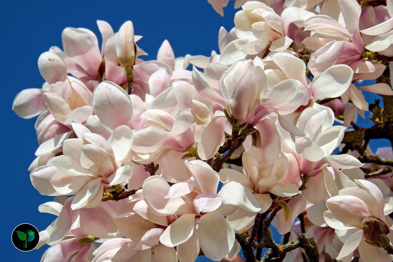 magnolia