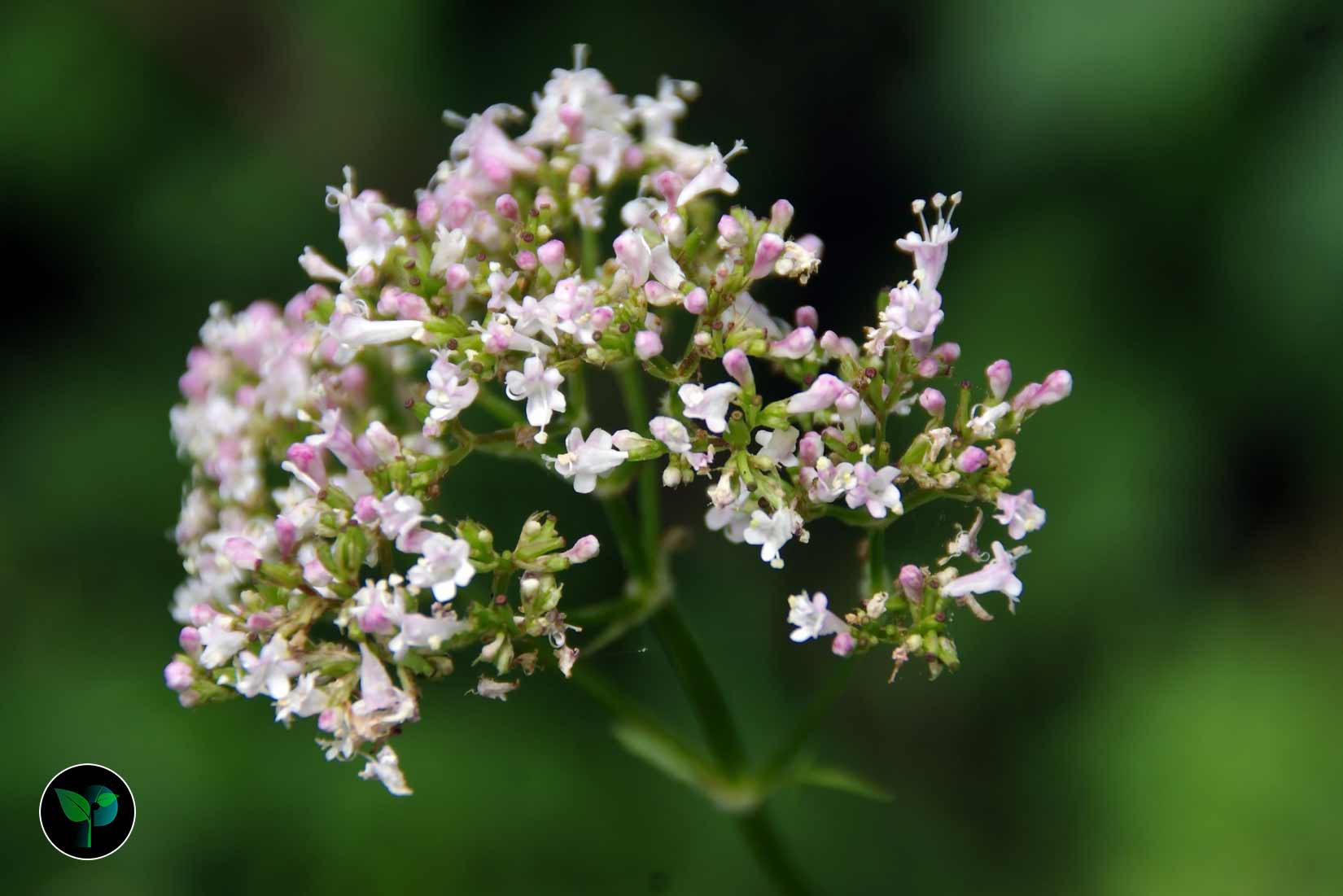 valerian