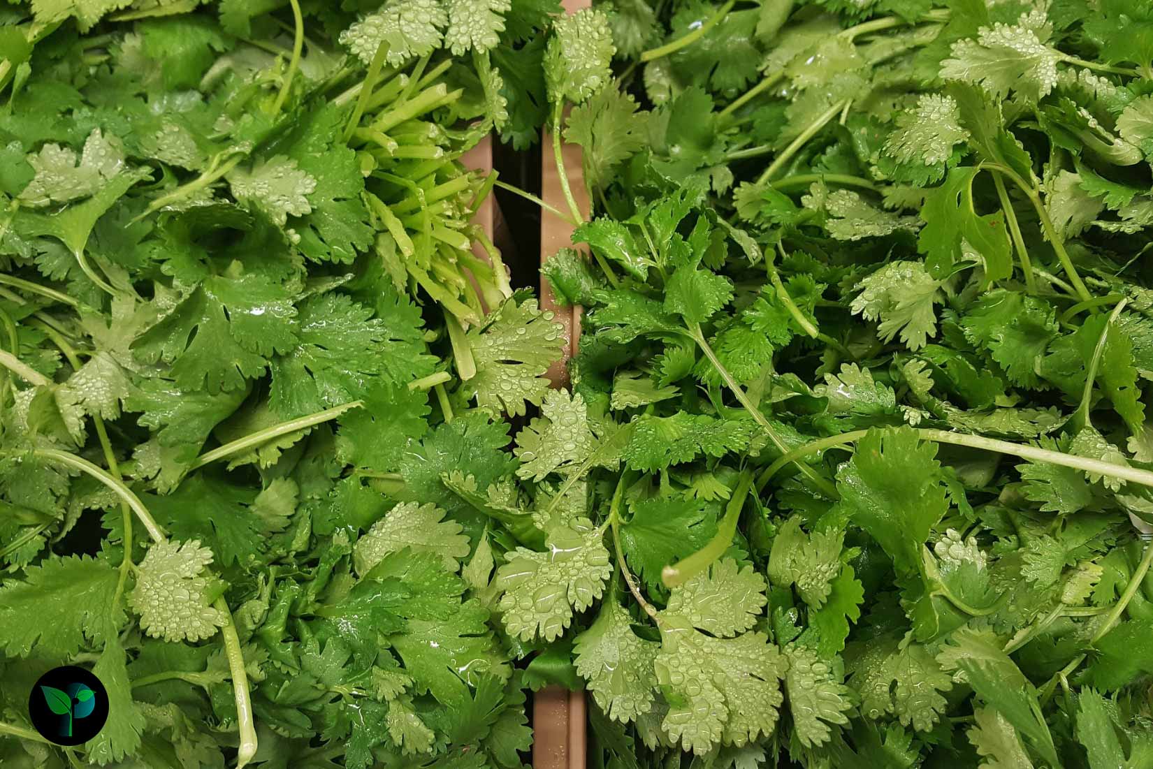 coriander