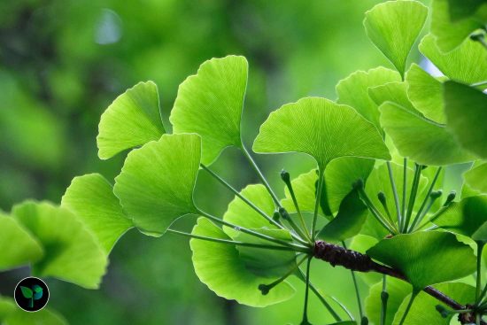 ginkgo