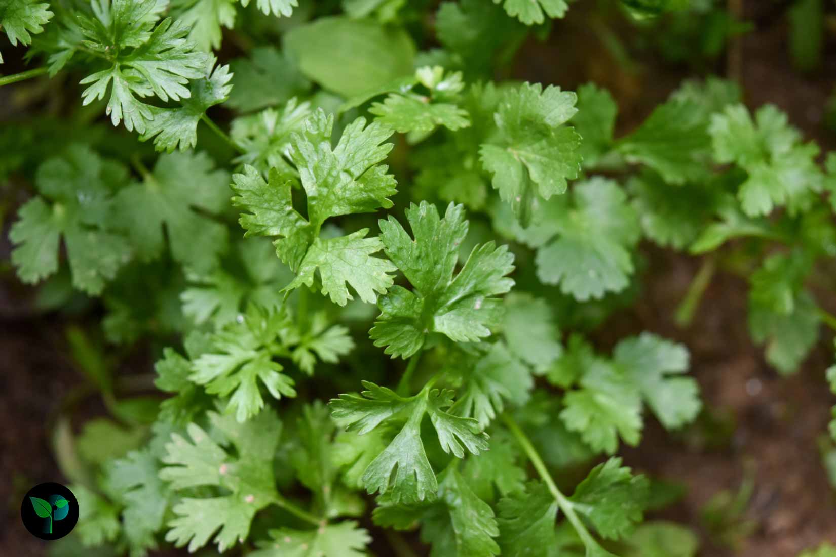 parsley