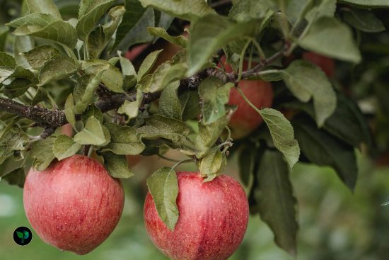 apple plant leaves