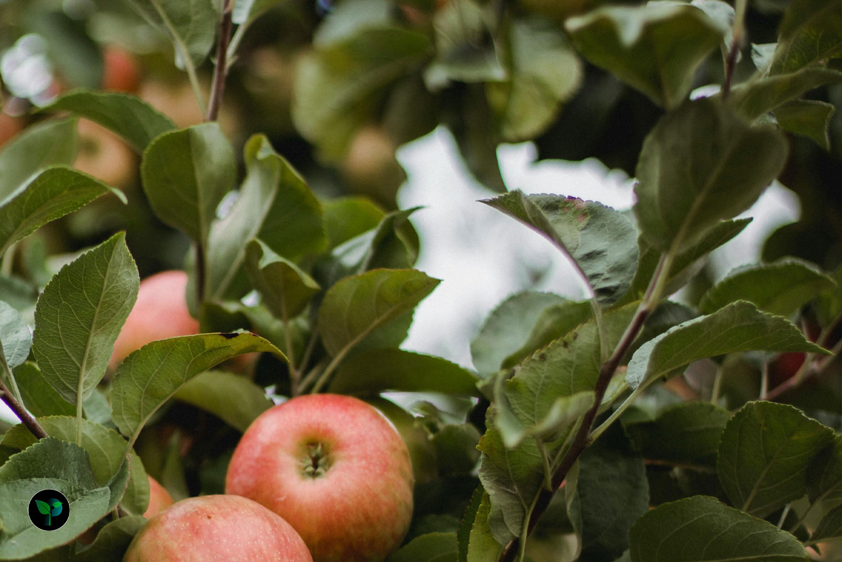 apple plant leaves