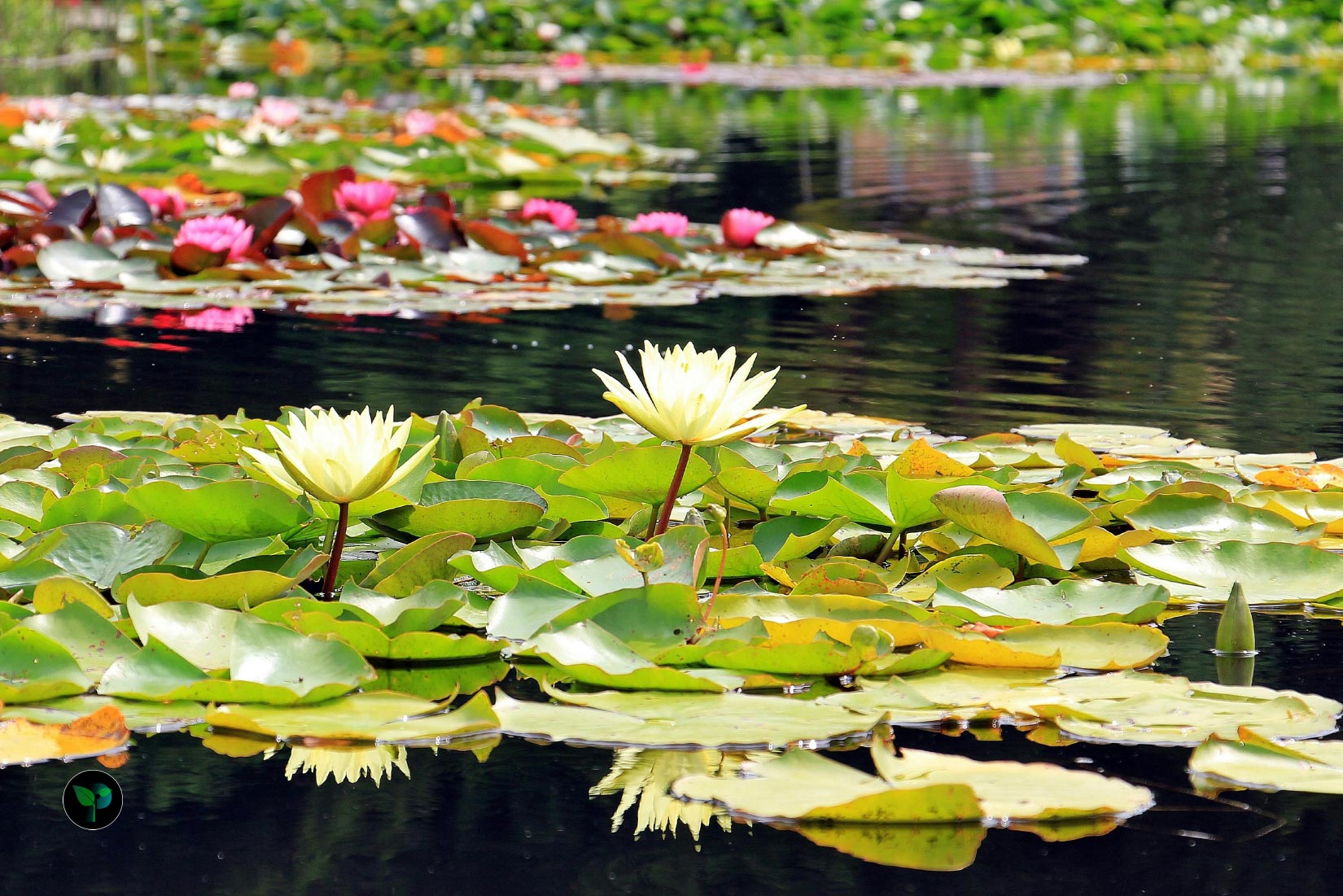 aquatic plants