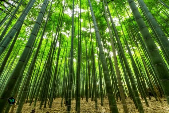 bamboo