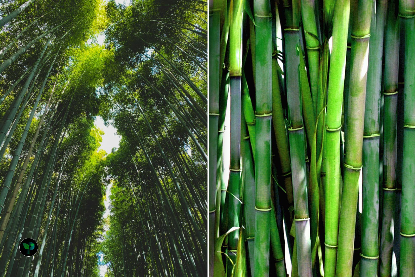 bamboo