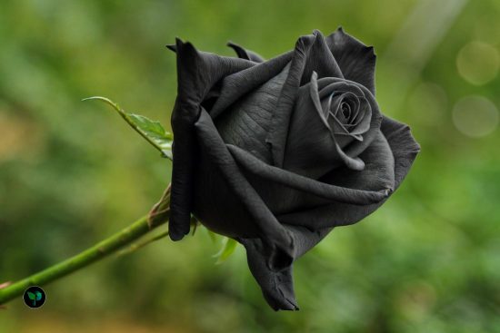 black rose