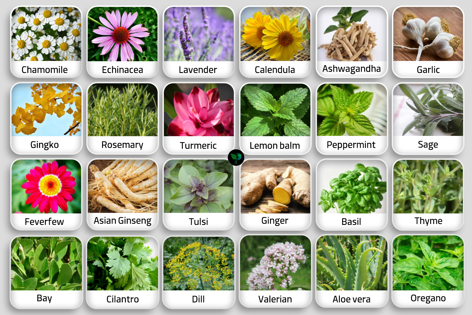 medicinal plants chart