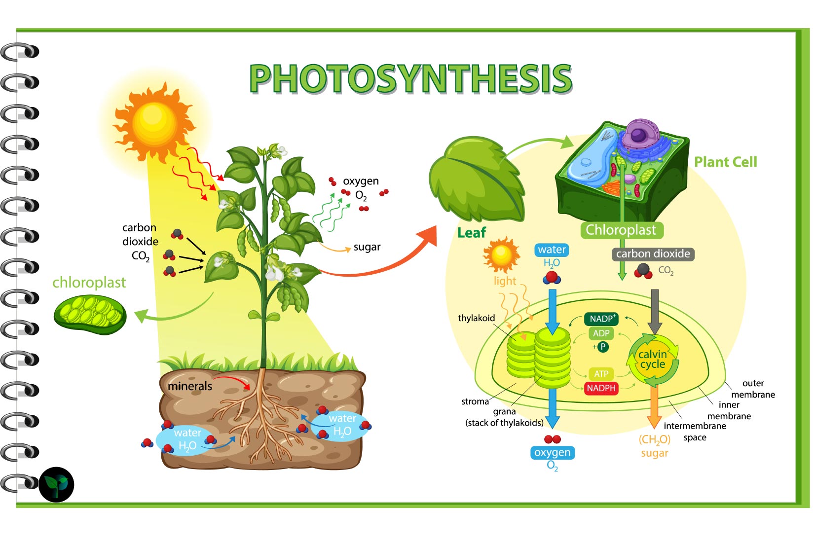 photosynthesis