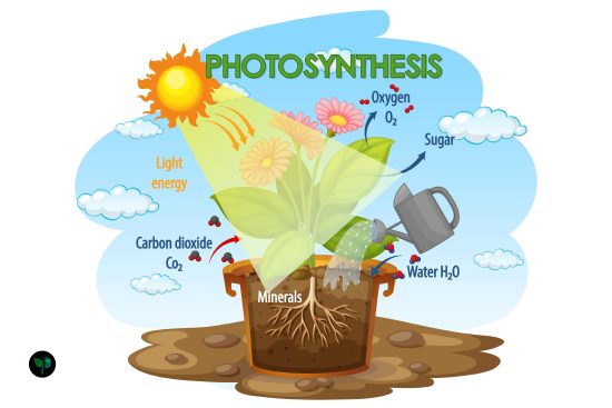 photosynthesis