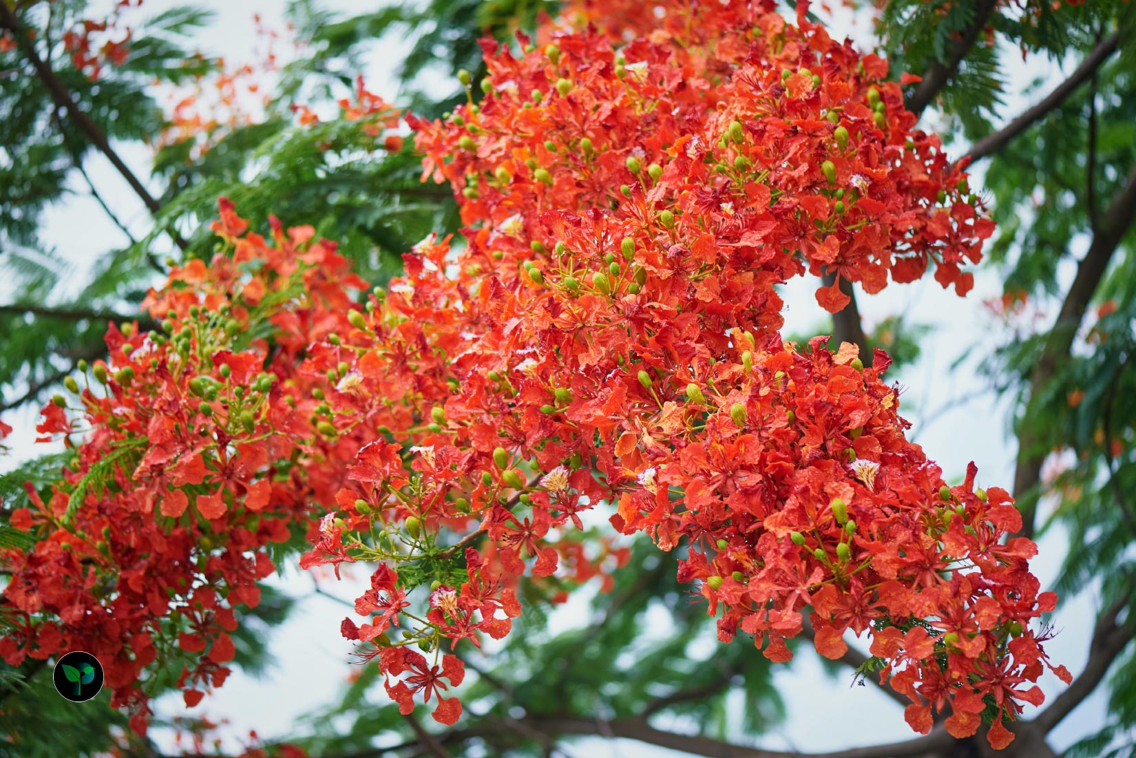 royal poinciana