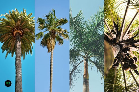 types of palm plants