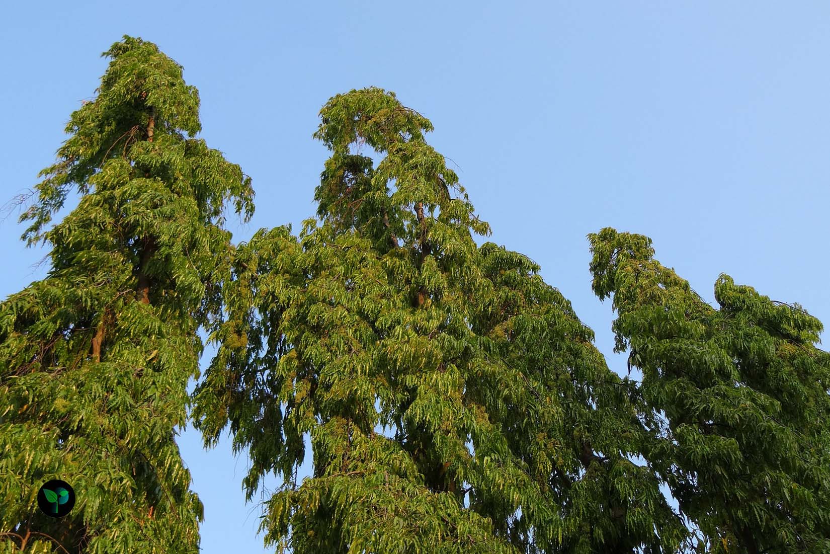 ashoka tree