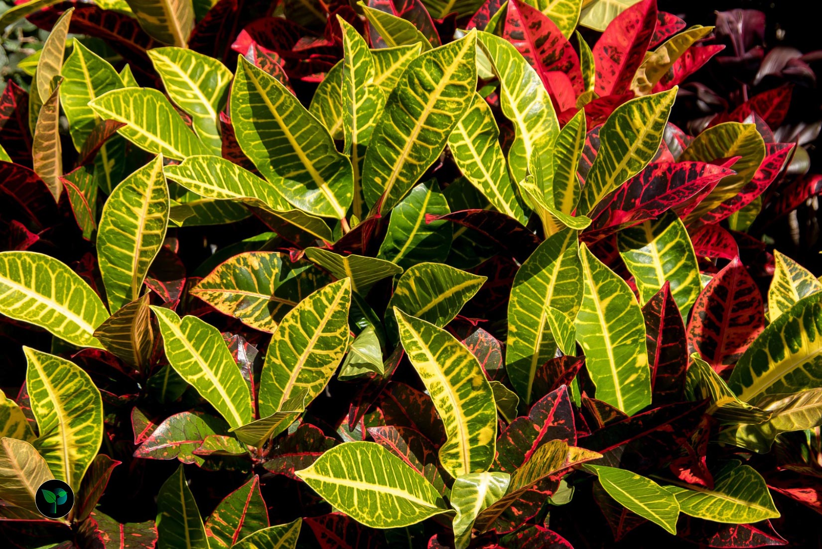 croton 