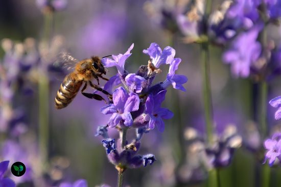 what does lavender smell like?