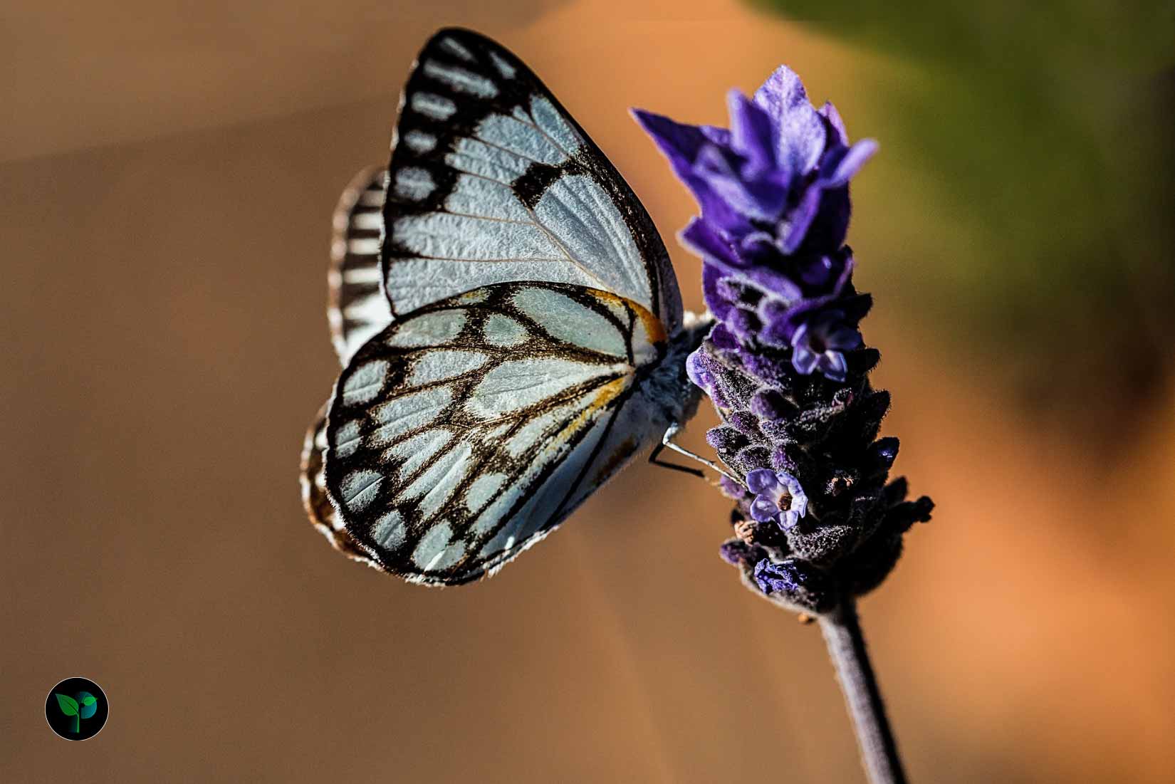 what does lavender smell like?