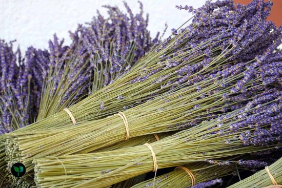 what does lavender symbolize?