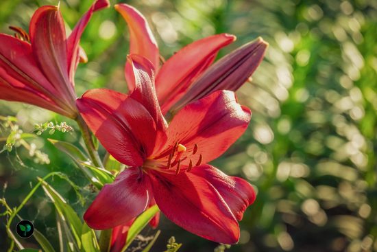 lily plant