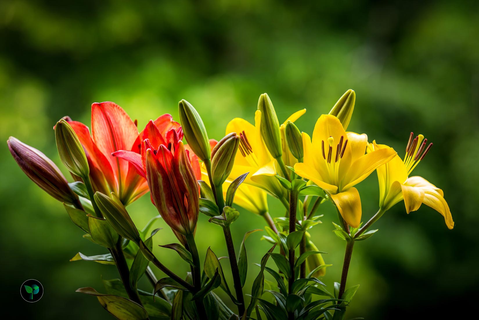 lily plant