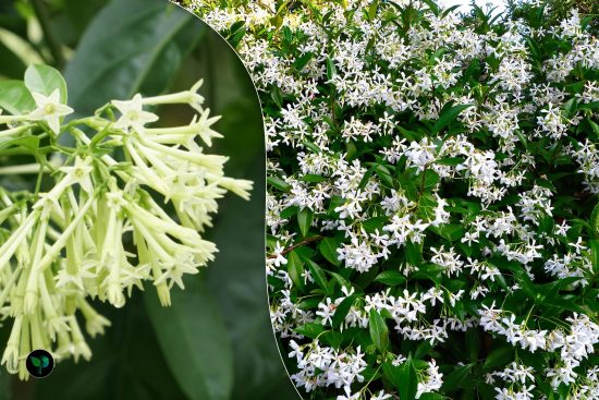 night flowering jasmine