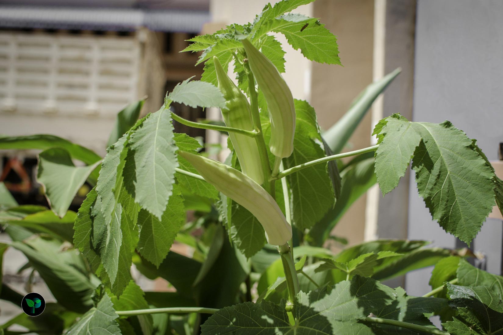 okra