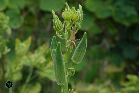 okra