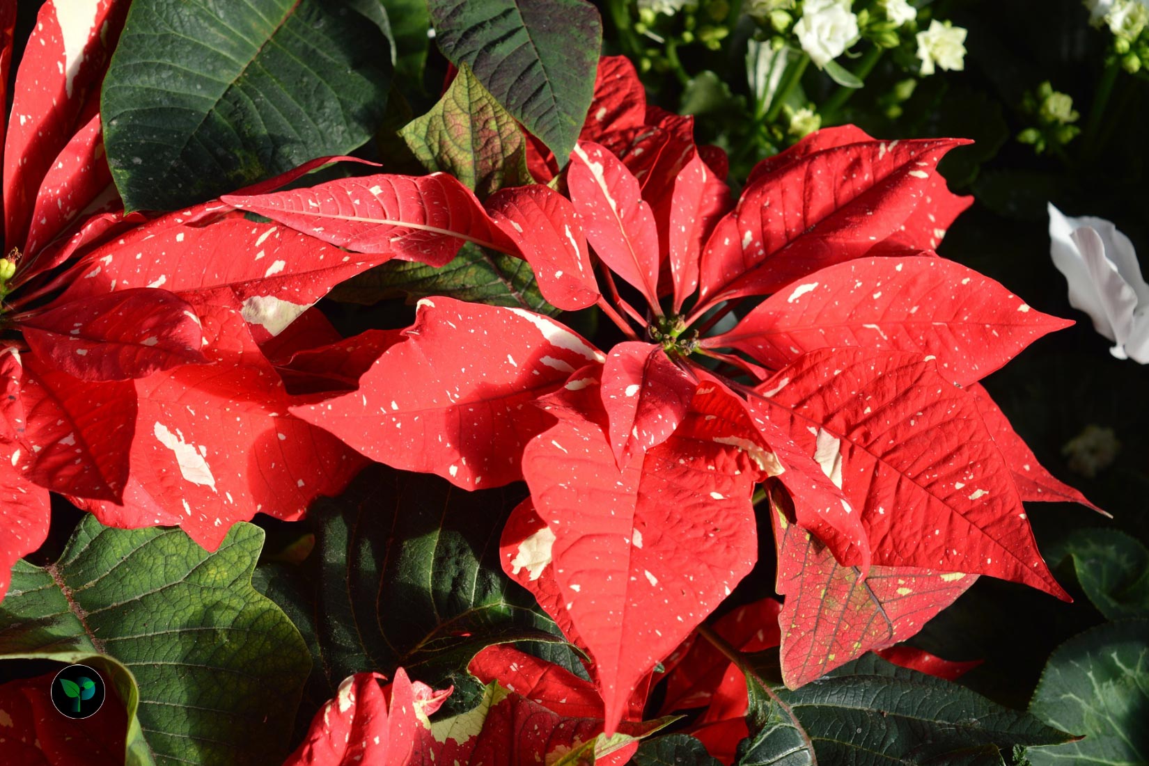 poinsettia