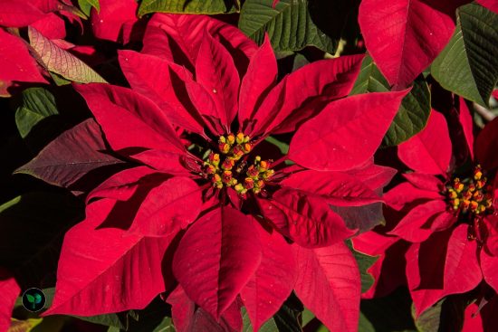 poinsettia