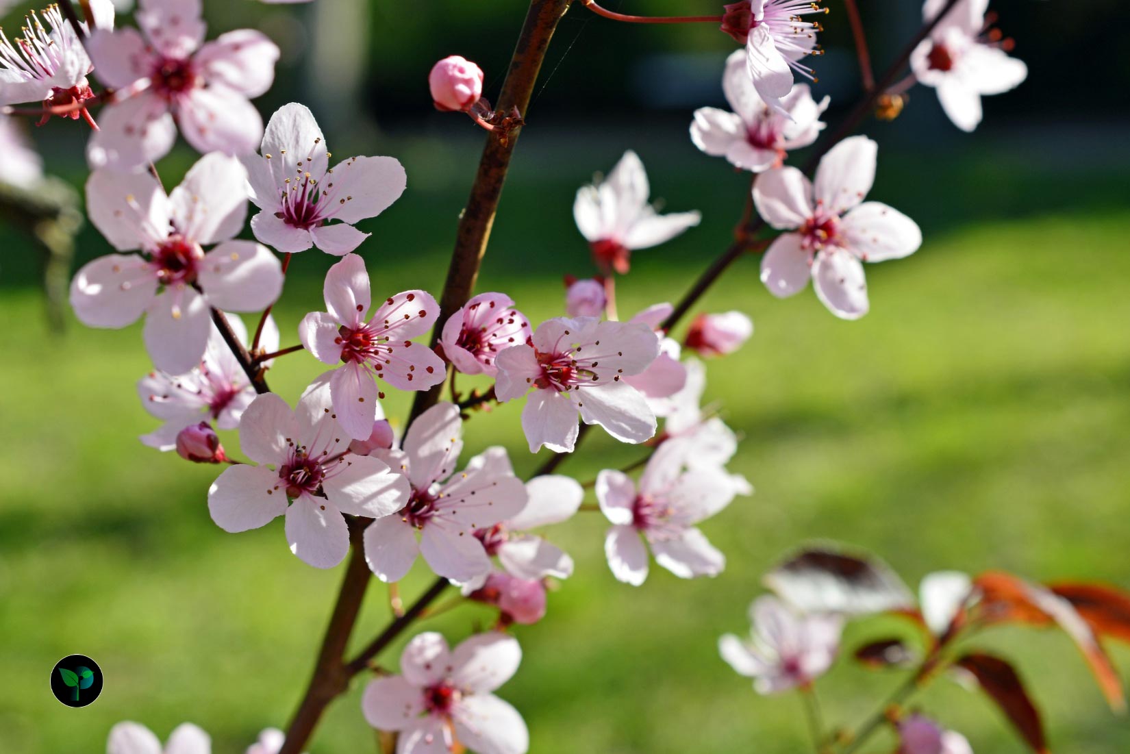 prunus cerasifera