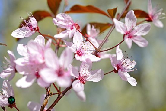 prunus cerasifera