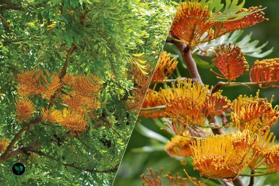 southern silky oak