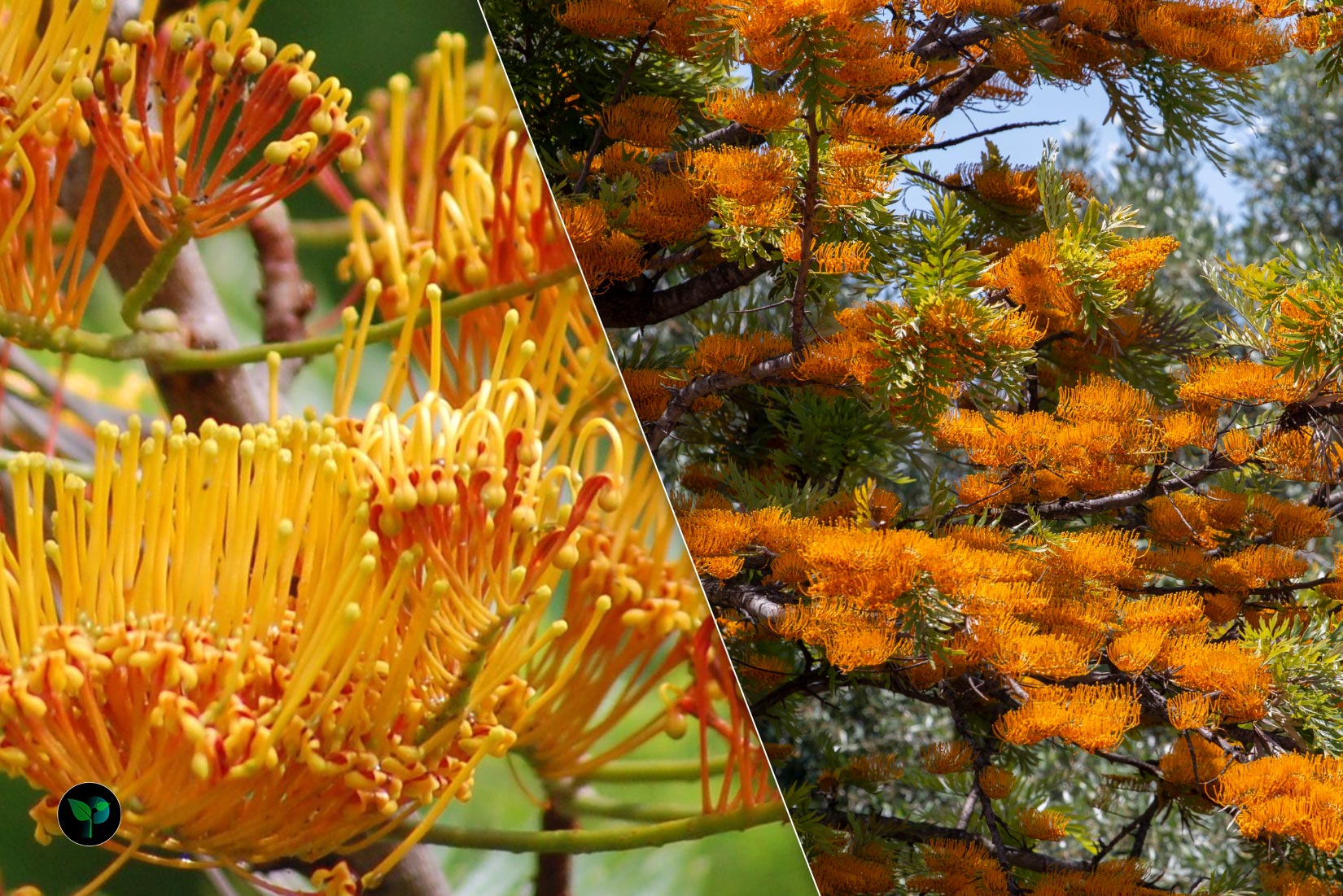 southern silky oak