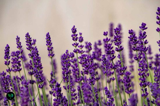 can lavender survive winter?