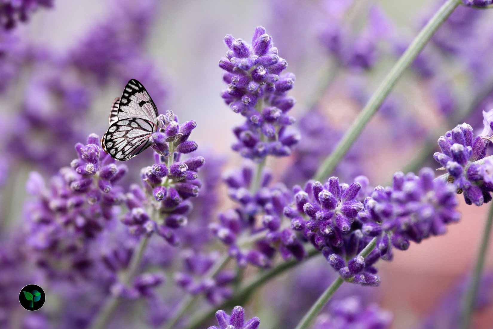 can lavender survive winter?