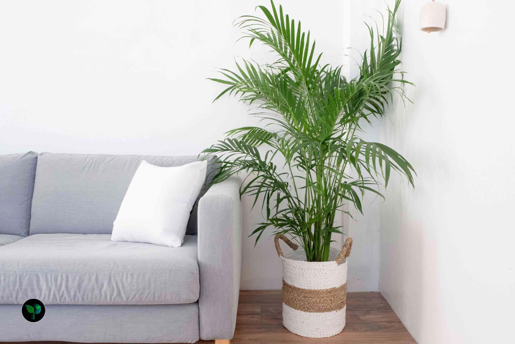 how often to water palm plant indoor