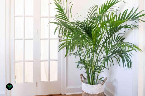 How often to water palm plant indoor