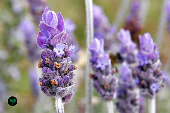 can i eat lavender