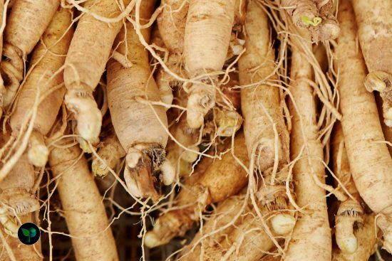 does ginseng increase testestrone