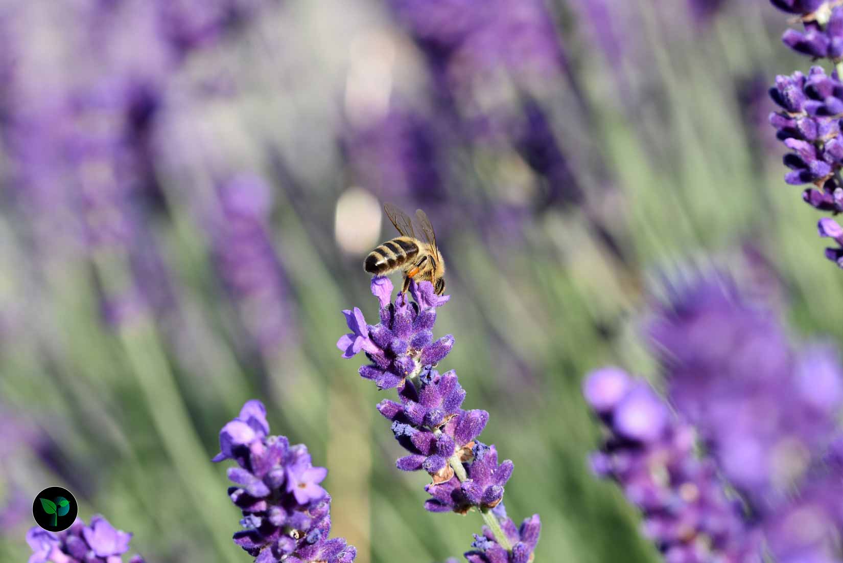 how fast does lavender grow?