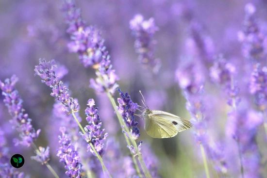 how fast does lavender grow