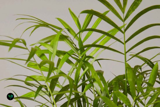 how to care for palm plants