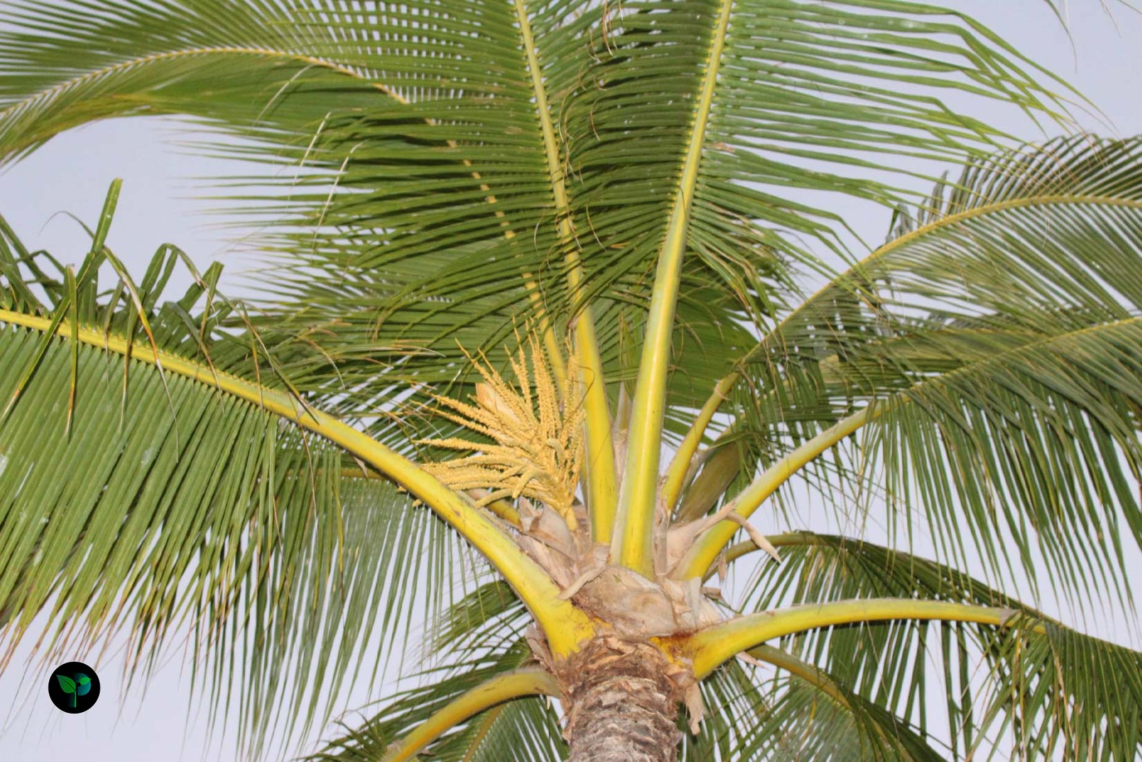 how to care for palm plants