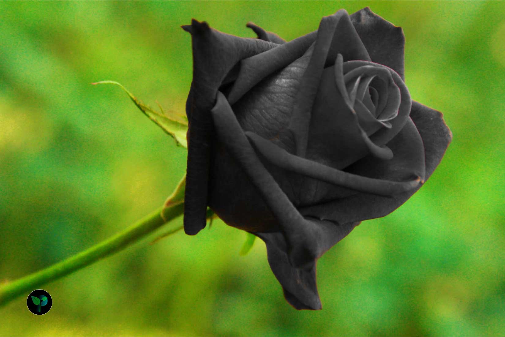 is the black rose a real flower